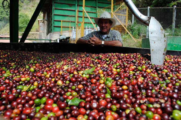 [تصویر:  Costa-Rica-Coffee-%D9%82%D9%87%D9%88%D9%...%D8%A7.jpg]