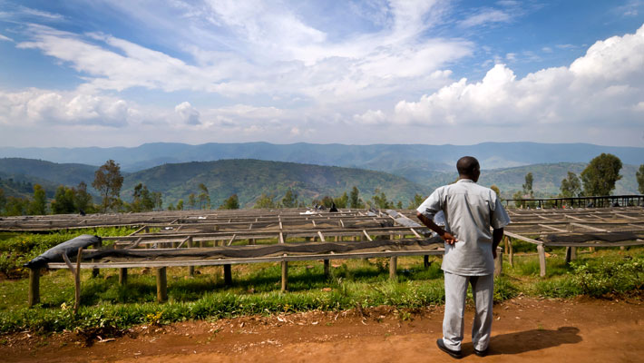 مزرعه قهوه در رواندا 
