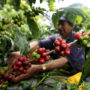 تاثیر بازار جهانی قهوه بر کشاورزان خرد Farmers