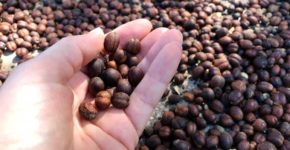 قهوه کوبا cuba-coffee-icoff.ee-1