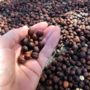 قهوه کوبا cuba-coffee-icoff.ee-1