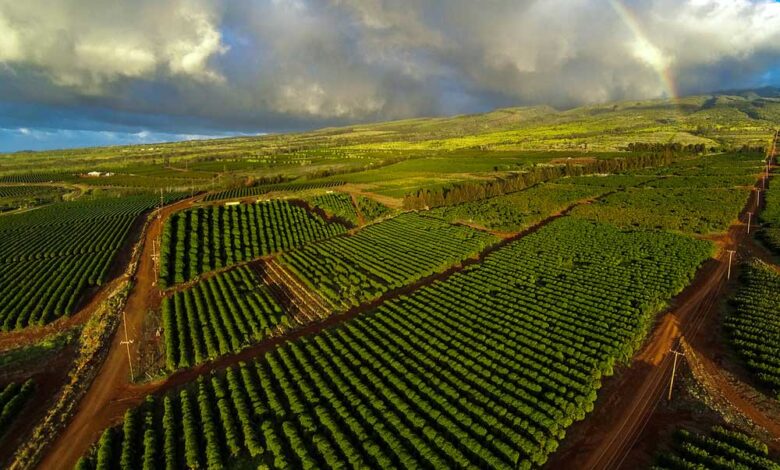 مزارع قهوه در هاوایی آمریکا