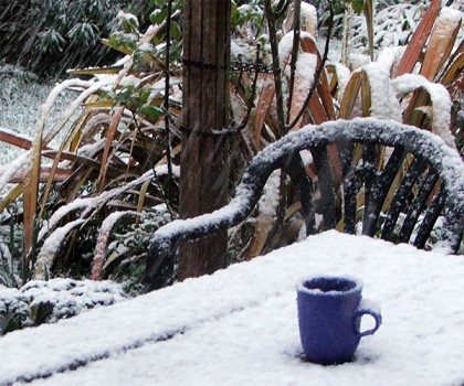 قهوه در برف