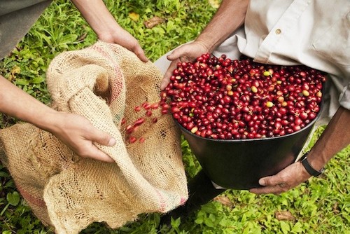استارباکس در کاستاریکا مزرعه‌ی قهوه می‌خرد