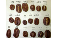 coffee-beans-shape-شکل-انواع-دانه‌های-قهوه-rs