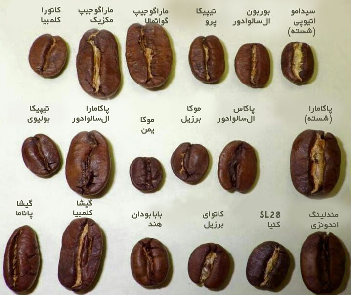 شکل دانه قهوه