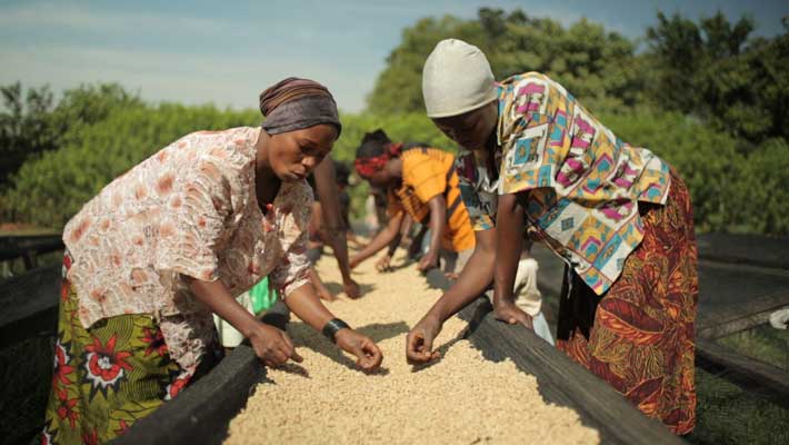 قهوه اوگاندا