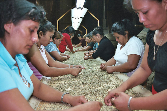 کارگران مزرعه قهوه در السالوادور