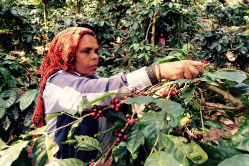 کارگر مزرعه قهوه در هند