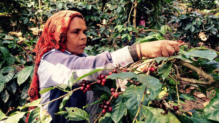 کارگر مزرعه قهوه در هند