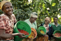 کارگران مزرعه قهوه در تانزانیا