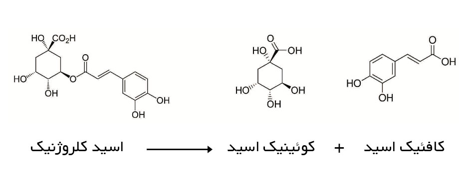 اسیدهای قهوه اسید کلروژنیک