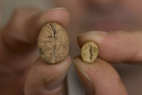 دانه‌های گونه‌های تهدید‌شده‌ی عربیکا‍