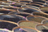 خشک کردن میوه قهوه در مزرعه قهوه داترا در برزیل