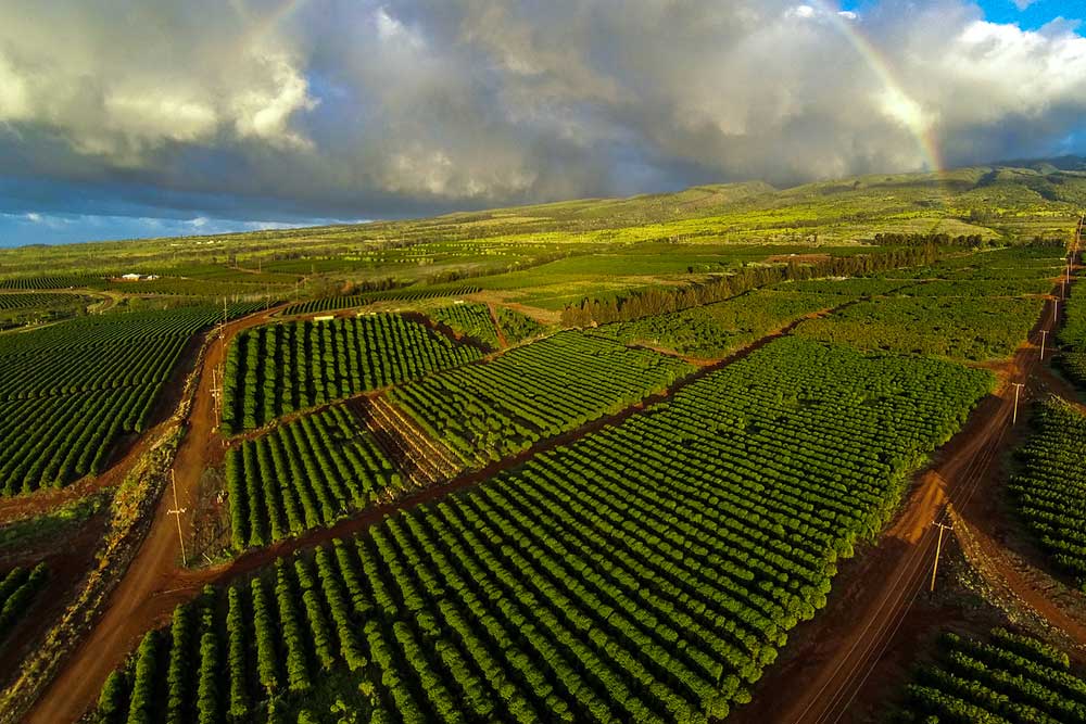 مزارع قهوه در هاوایی آمریکا