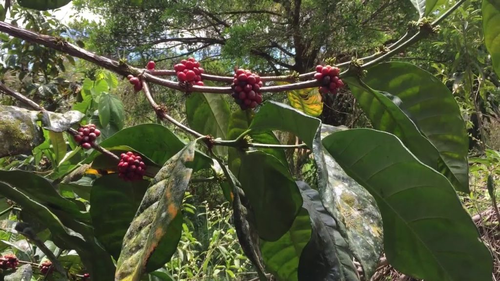 درخت قهوه لیبریکا
