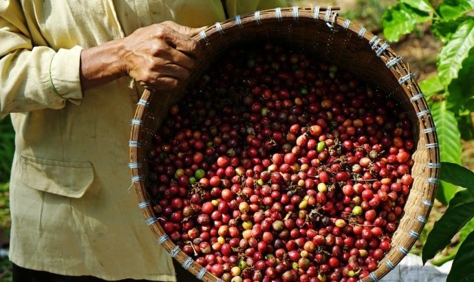 قهوه کنیا