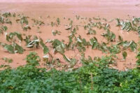 ©-Raw-Material-Flooded-crops-in-Shyira-sector