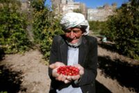 دانه‌های قهوه عربیکا در یمن