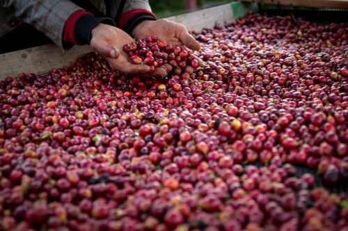 دانه‌های قهوه زیرگونه جدید یمنیا