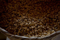 بی‌سابقه‌ترین خشکسالی در صد سال اخیر در برزیل قیمت قهوه را بالا می‌برد